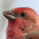 Чечевица&nbsp;— Carpodacus erythrinus