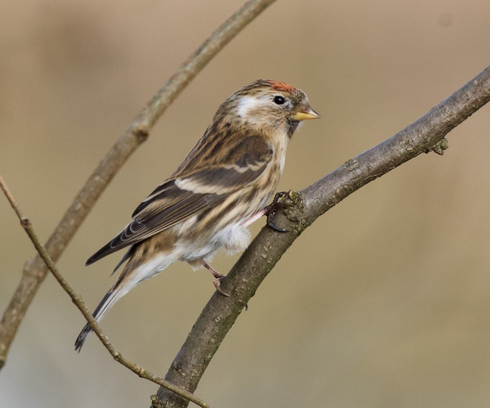 Обыкновенная чечётка — Carduelis flammea