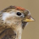 Обыкновенная чечётка&nbsp;— Carduelis flammea