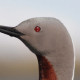 Краснозобая гагара&nbsp;— Gavia stellata