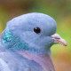 Клинтух&nbsp;— Columba oenas