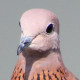 Малая горлица - Streptopelia senegalensis