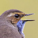 Варакушка&nbsp;— Luscinia svecica