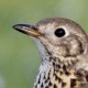 Певчий дрозд (Turdus philomelos)
