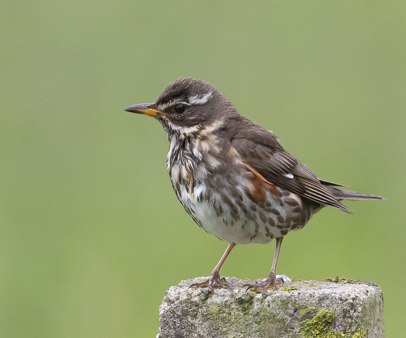 Дрозд-белобровик — Turdus iliacus
