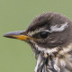 Дрозд-белобровик&nbsp;— Turdus iliacus