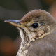 Певчий дрозд&nbsp;— Turdus philomelos