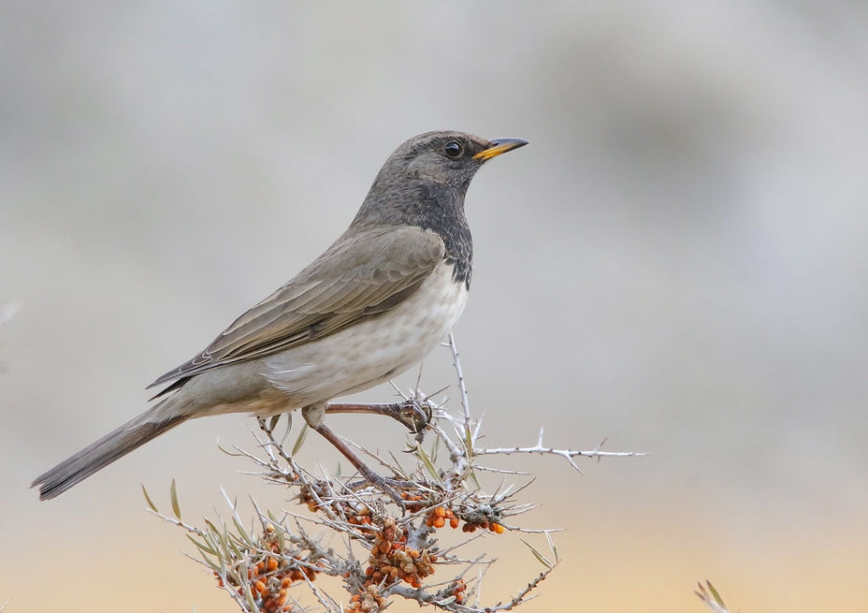 Чернозобый дрозд — Turdus atrogularis