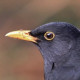 Чёрный дрозд&nbsp;— Turdus merula