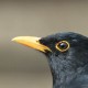 Чёрный дрозд (Turdus merula)