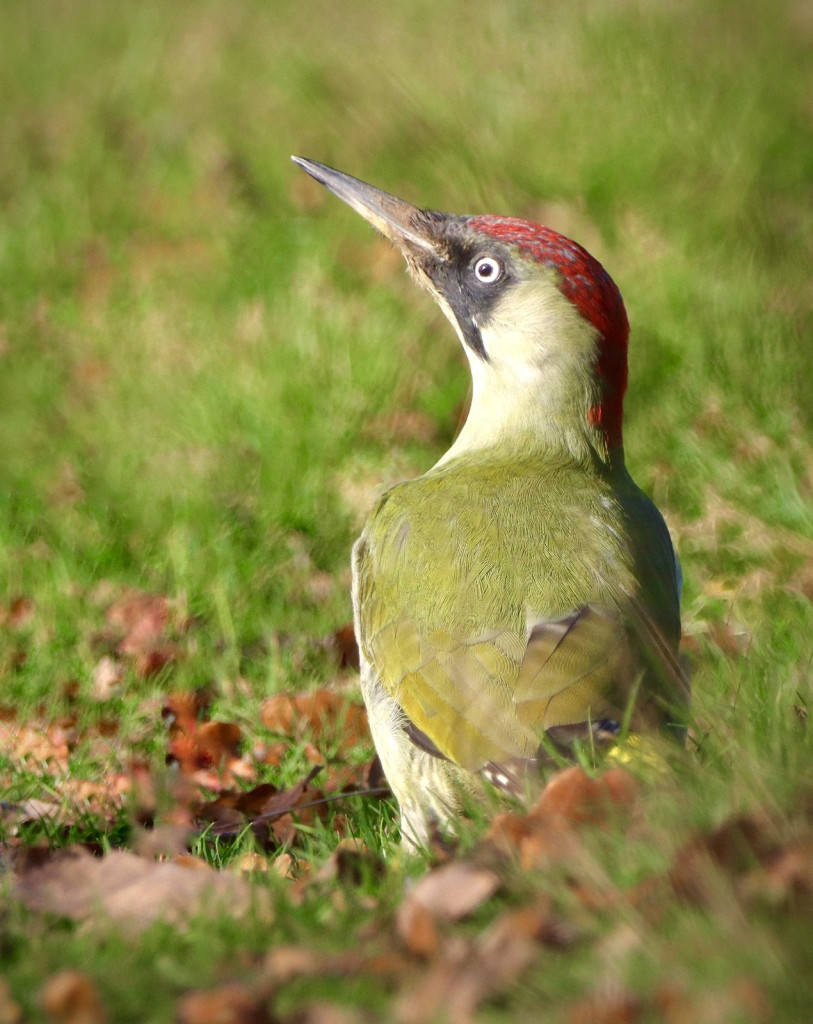 Зелёный дятел — Picus viridis