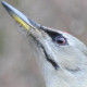 Седой дятел&nbsp;— Picus canus