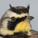 Рогатый жаворонок&nbsp;— Eremophila alpestris