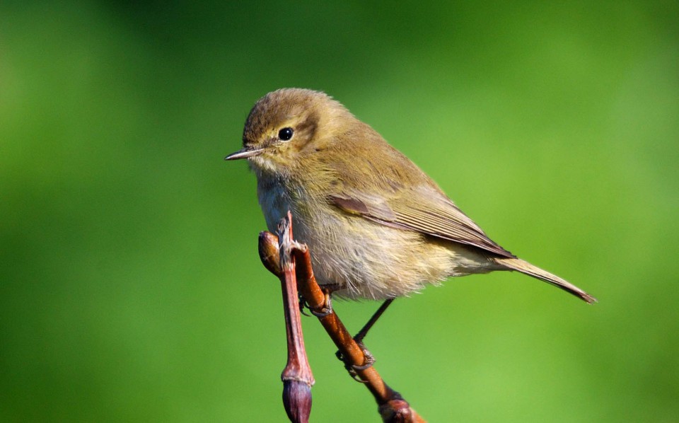 Пеночка-теньковка (Phylloscopus collybita)