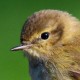 Пеночка-теньковка (Phylloscopus collybita)