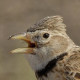 Степной жаворонок&nbsp;— Melanocorypha calandra