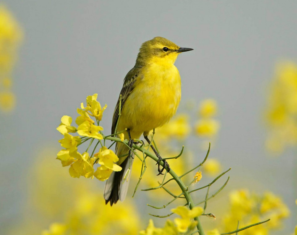 Иволга (Oriolus oriolus)