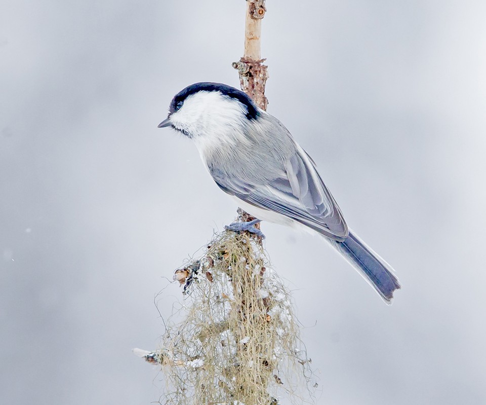 Белая лазоревка, князёк (Parus cyanus)