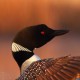 Отряд Гагарообразные — Gaviiformes