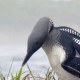 Чернозобая гагара — Gavia arctica viridigularis