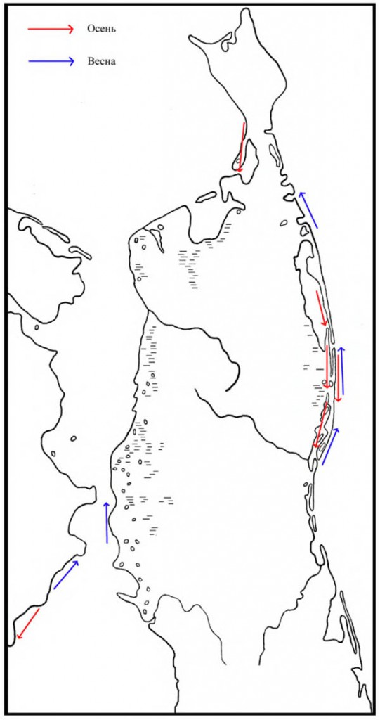 Направление перемещения поганок в период весенне-осенней миграции на Северном Сахалине и проливе Невельского