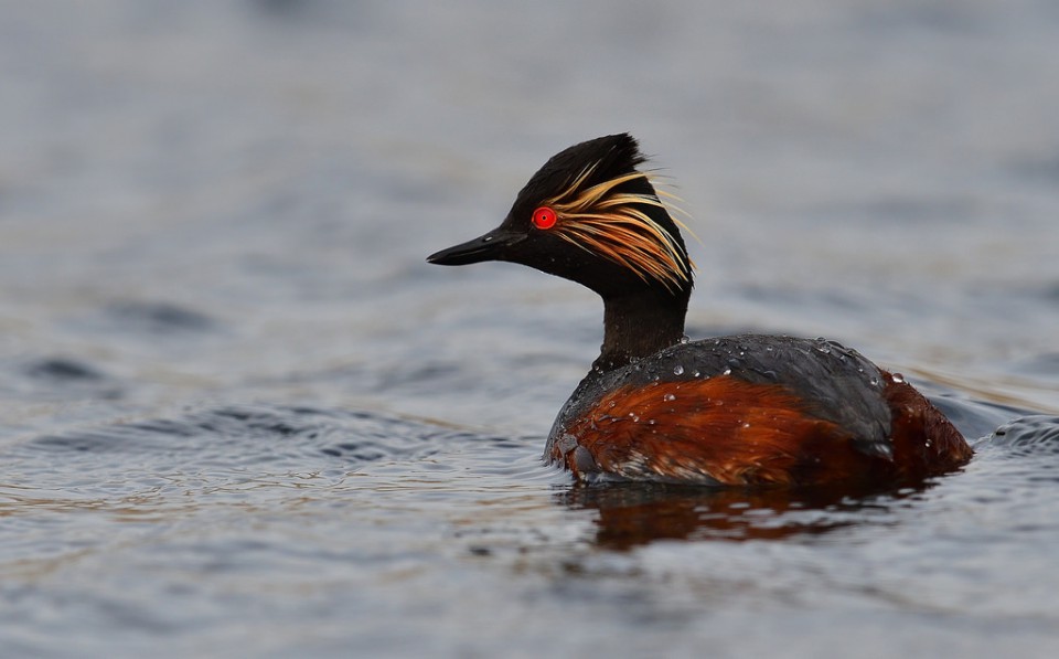 Черношейная поганка — Podiceps nigricollis nigricollis