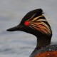 Черношейная поганка — Podiceps nigricollis nigricollis