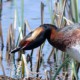 Красношейная поганка — Podiceps auritus auritus