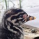 Серощёкая поганка — Podiceps grisegena holboellii