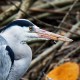 Отряд Аистообразные — Ciconiiformes