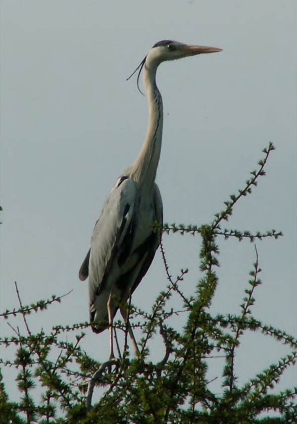 Серая цапля — Ardea cinerea jouyi