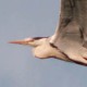 Серая цапля — Ardea cinerea jouyi