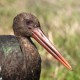 Чёрный аист — Ciconia nigra