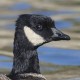 Малая канадская казарка — Branta hutchinsii leucopareia