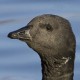 Чёрная казарка — Branta nigricans