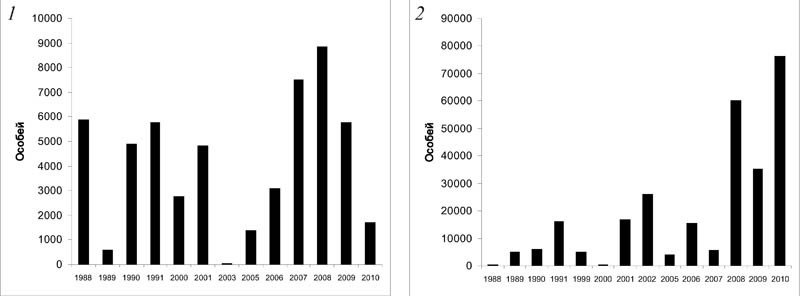 Численность лебедей, учтенных за период исследования на Северном Сахалине во время весенней (7) и осенней (2) миграций