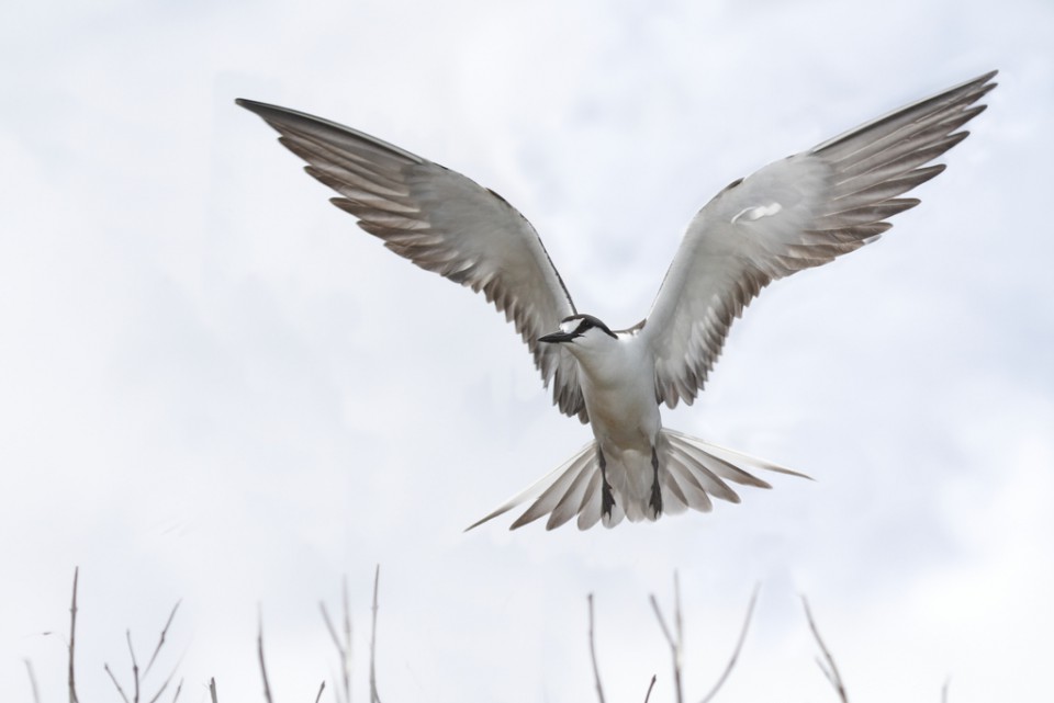 Тёмная крачка (Onychoprion fuscata)