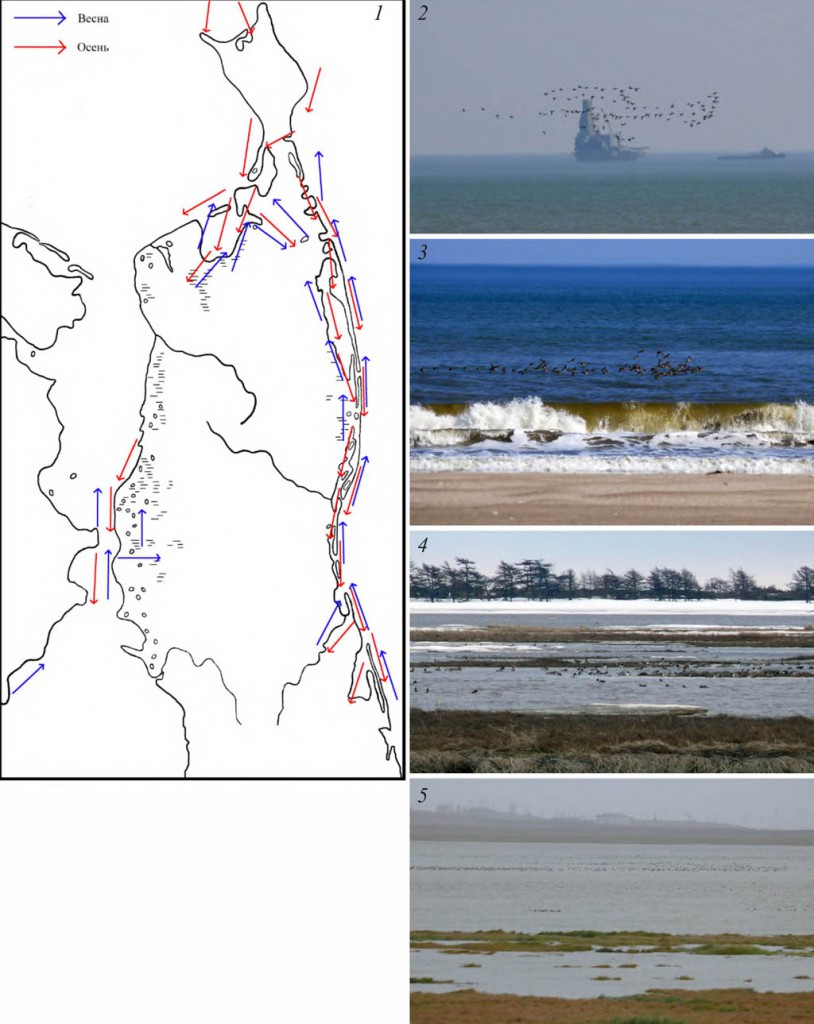 Основные направления перемещений кряквы, чирка-свистунка, свиязи и шилохвости в период сезонных миграций на Северном Сахалине