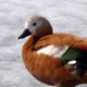 Огарь — Tadorna ferruginea