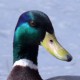Кряква — Anas platyrhynchos platyrhynchos
