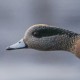 Американская свиязь — Anas americana