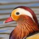 Мандаринка — Aix galericulata
