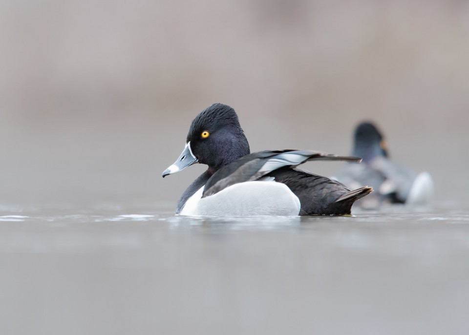 Ошейниковая чернеть, или кольчатая чернеть (Aythya collaris)