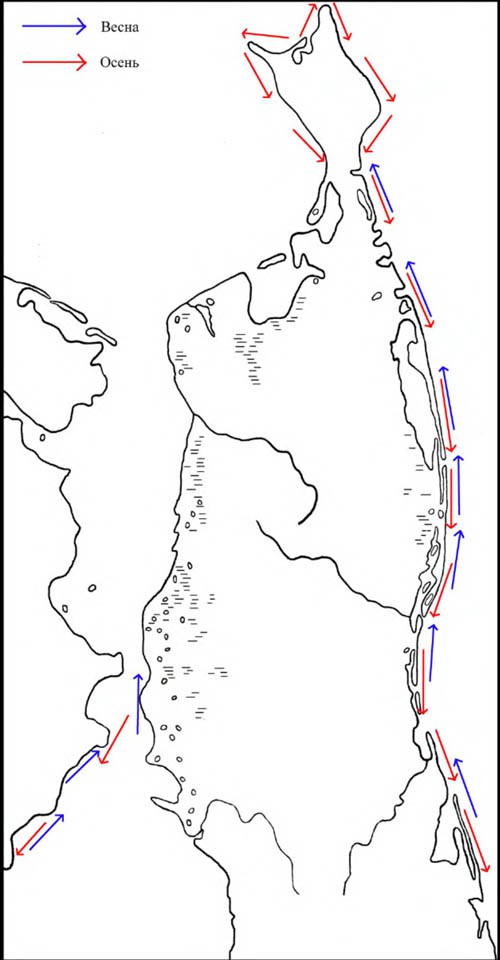 Направление сезонных перемещений каменушек на Северном Сахалине