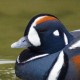 Каменушка — Histrionicus histrionicus pacificus