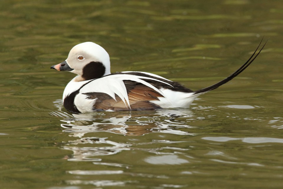 Морянка — Clangula hyemalis