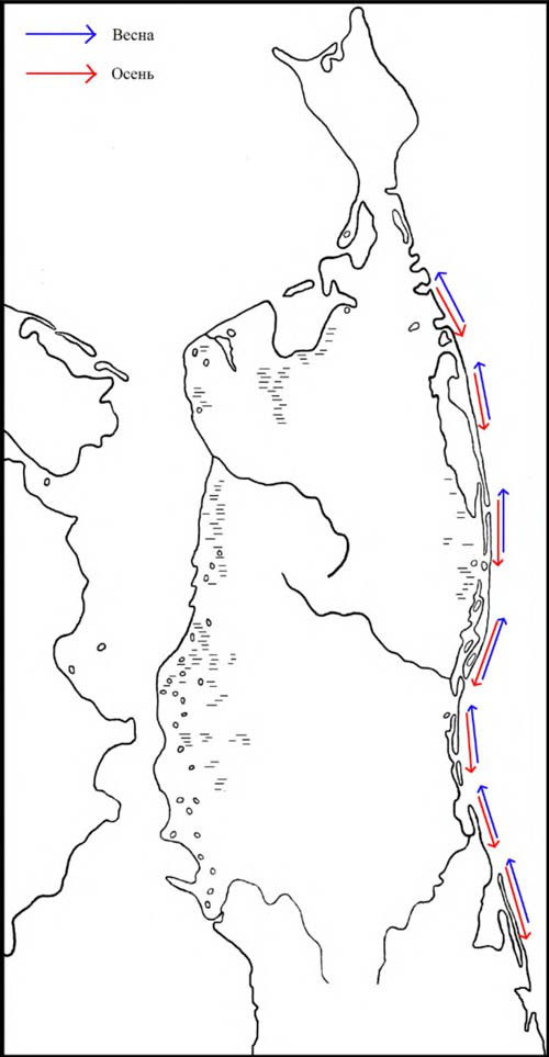 Направление сезонных перемещений морянок на Северном Сахалине