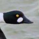 Гоголь — Bucephala clangula