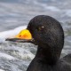 Американская синьга — Melanitta americana