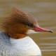 Большой крохаль — Mergus merganser merganser